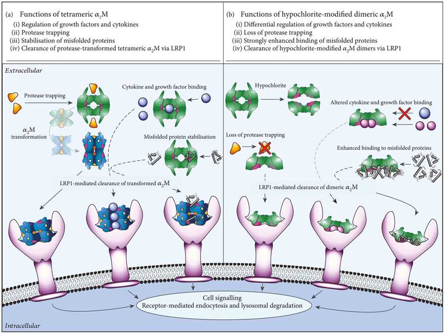 Function of A2M and hypochlorite-modified dimeric A2M.