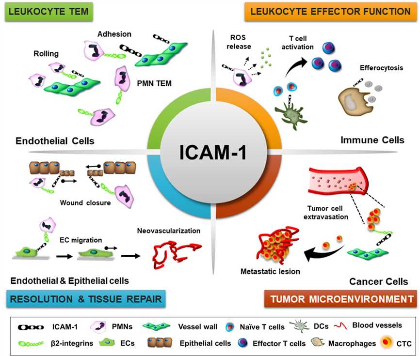 Overview of ICAM1.