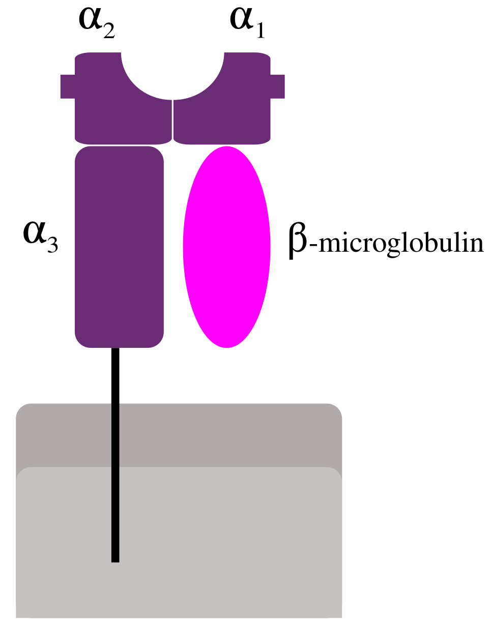 Schematic representation of MHC class I.