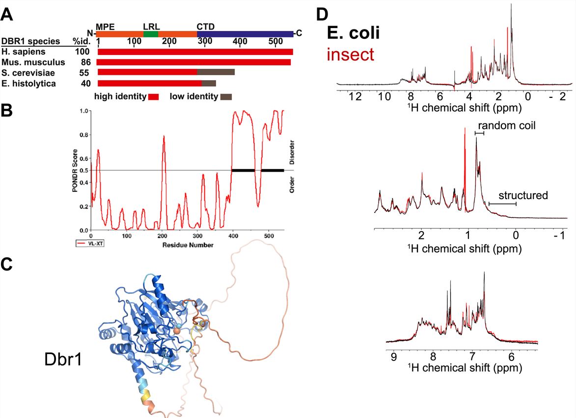 Human Dbr1 has a disordered C-terminal domain.