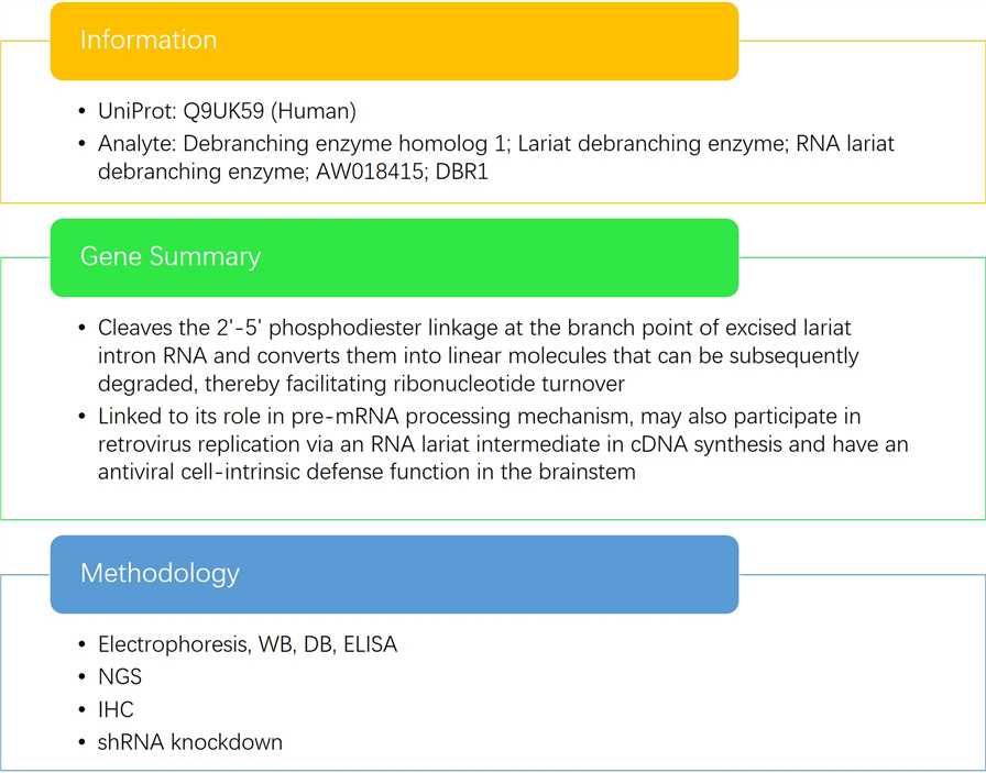 Fig.2 DBR1 analysis summary. (Creative Biolabs Original)