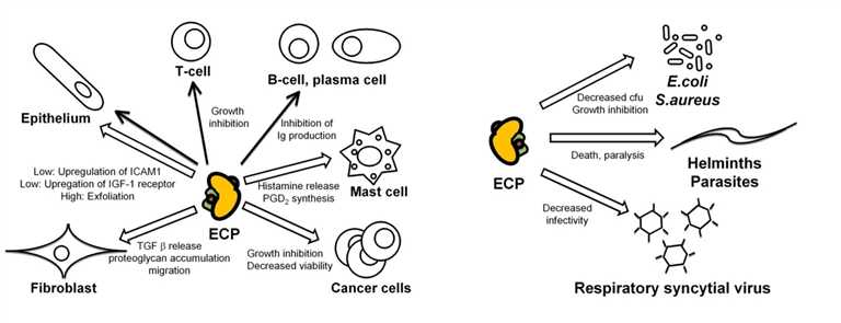 RNASE3's specific influences on various cell types and microorganisms in vitro.
