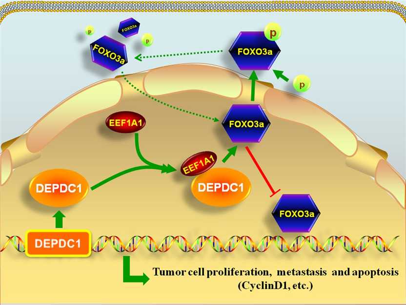 A proposed model of the signaling pathway regulating the human osteosarcoma proliferation, metastasis and apoptosis.