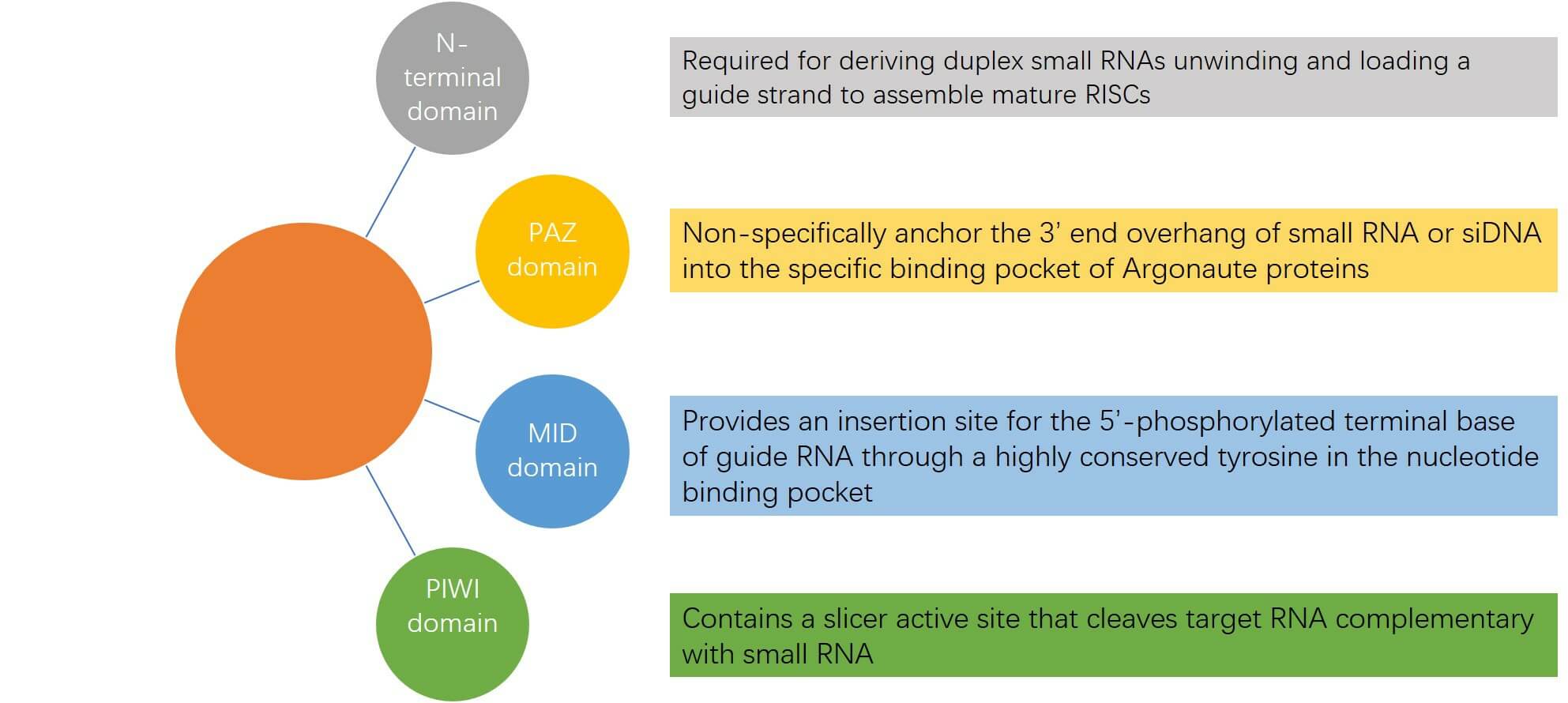Fig.2 Function of argonaute protein domain. (Creative Biolabs Original)