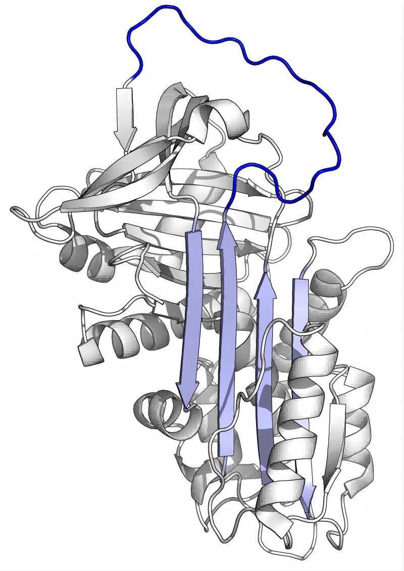 Fig.1 SERPINA1. (From Wikipedia: By Thomas Shafee - Own work, https://commons.wikimedia.org/wiki/File:Alpha_1-antitrypsin.png)