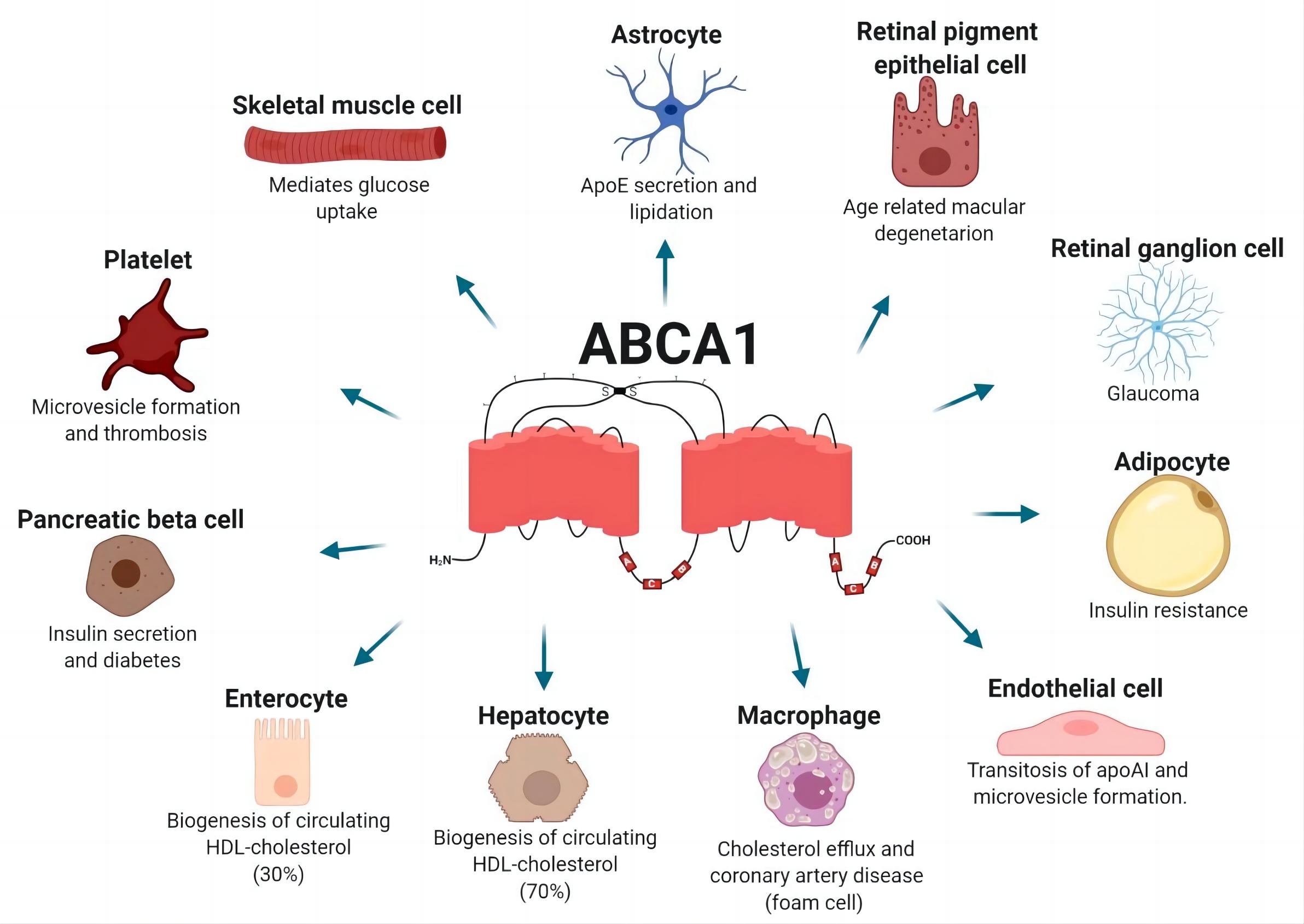 Fig.1 ABCA1 functions. (Jacobo-Albavera, et al., 2021)