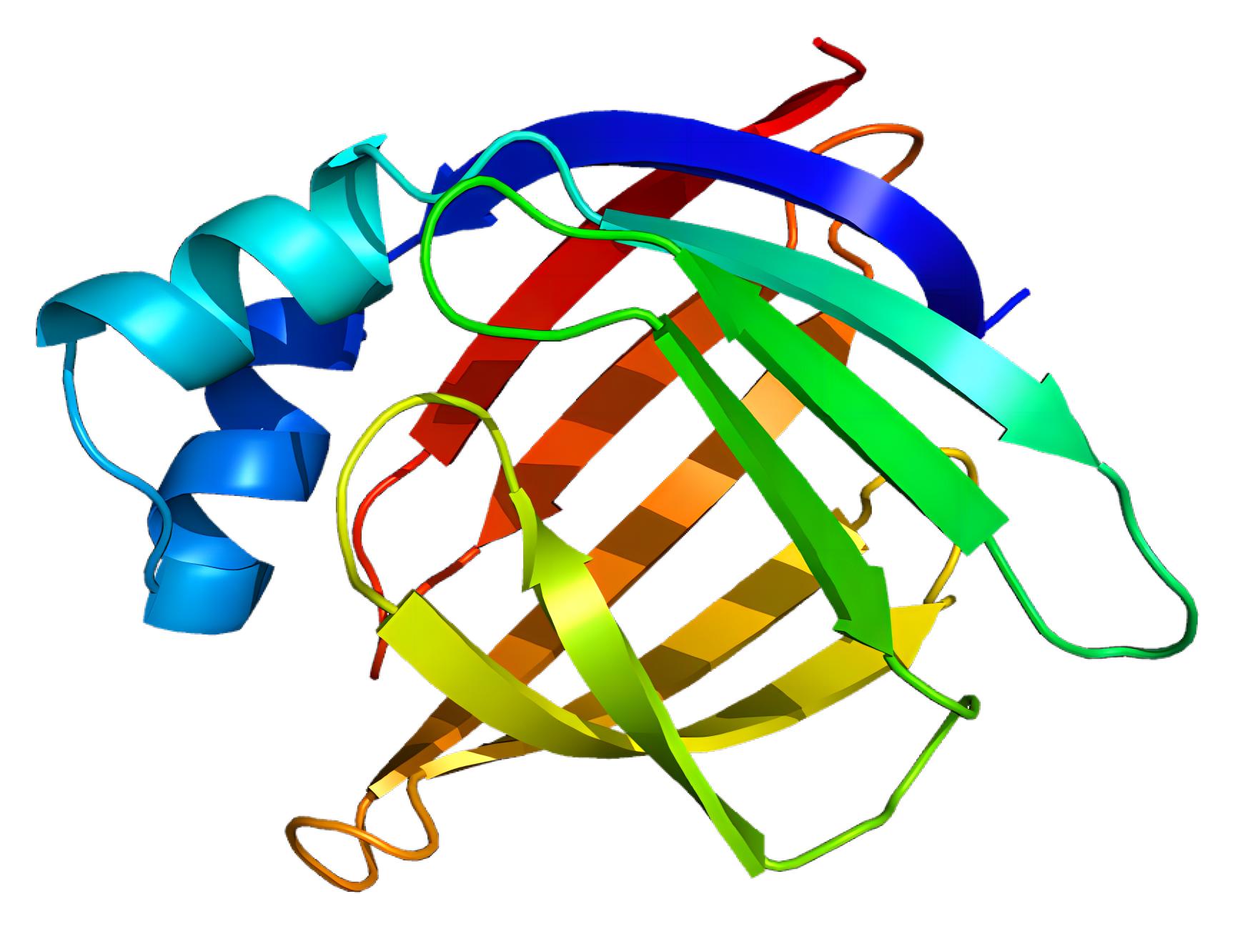 Fig.1 FABP2. (From Wikipedia: By Emw - Own work, https://commons.wikimedia.org/wiki/File:Protein_FABP2_PDB_1kzw.png)