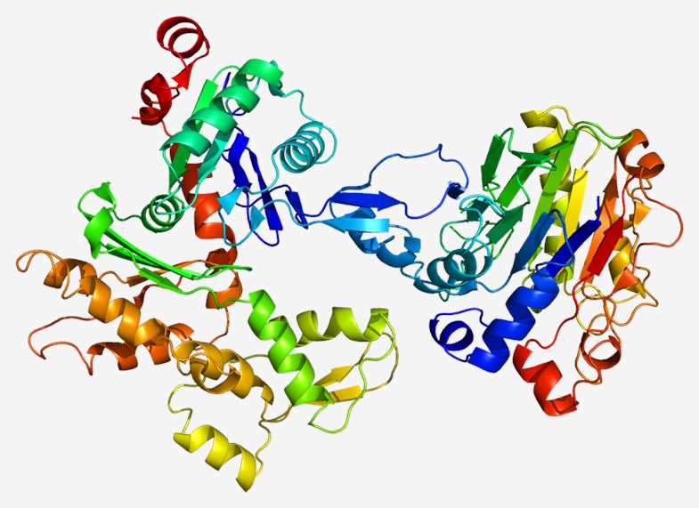 Fig.1 ACTA2. (From Wikipedia: By Emw - Own work, https://en.wikipedia.org/wiki/ACTA2#/media/File:Protein_ACTA2_PDB_1atn.png)