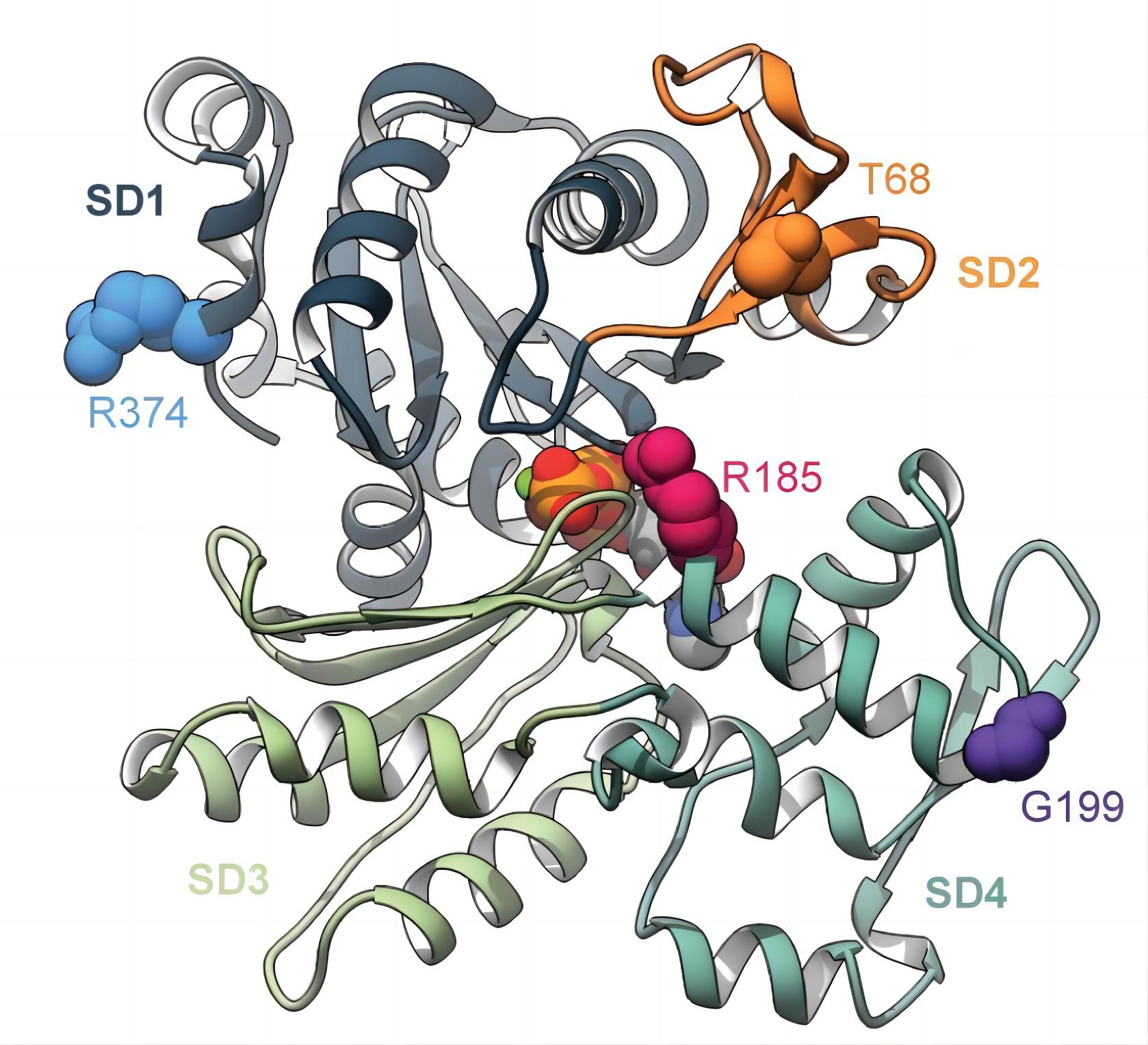 Fig.1 ACTC1. (Chong, et al., 2023)