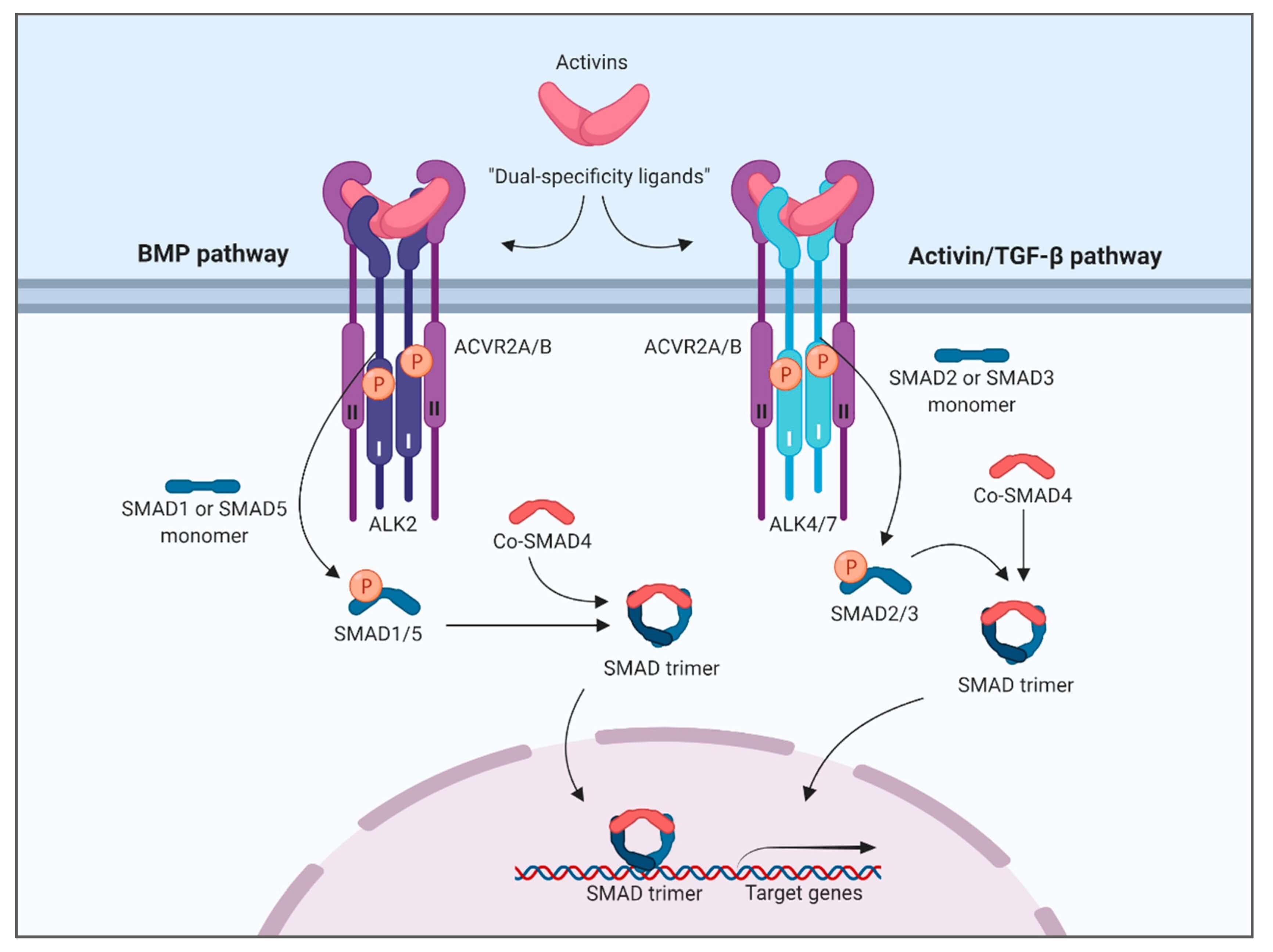 Proposed dual specificity of activins.