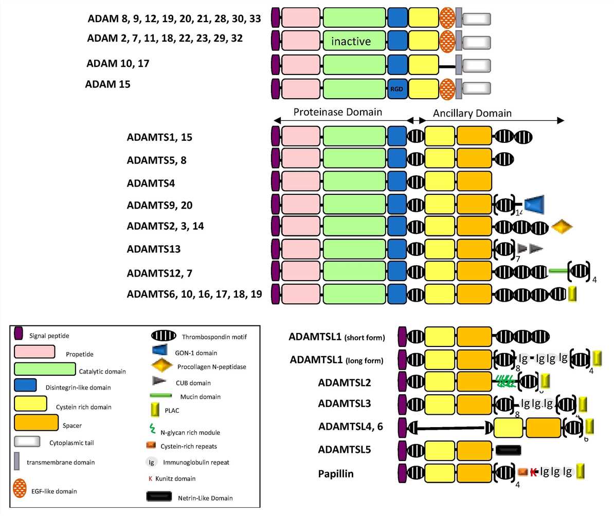 Schematic diagram illustrating the domain organization of the ADAM/TS-TSL family members.