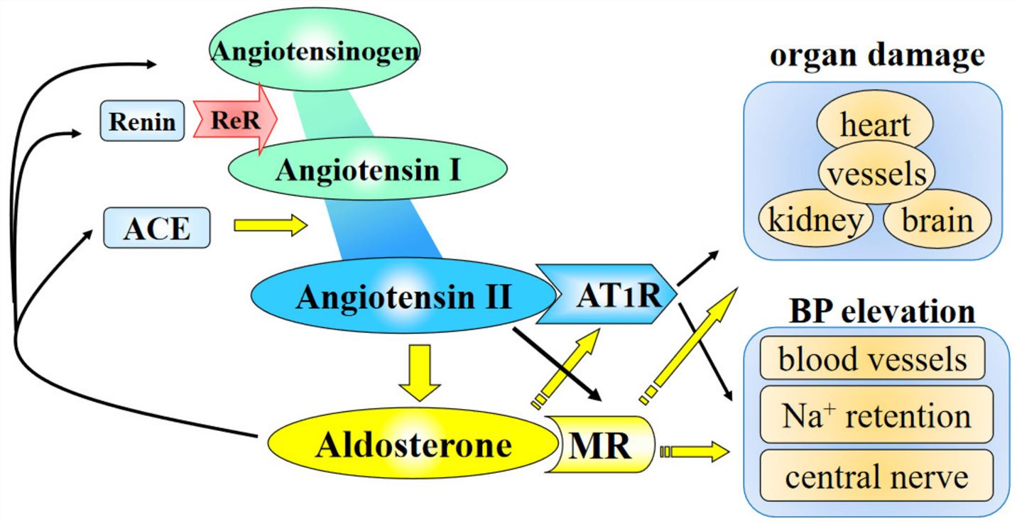 The cross-talk of angiotensin II and aldosterone in the pathogenesis of hypertension and cardiovascular diseases.