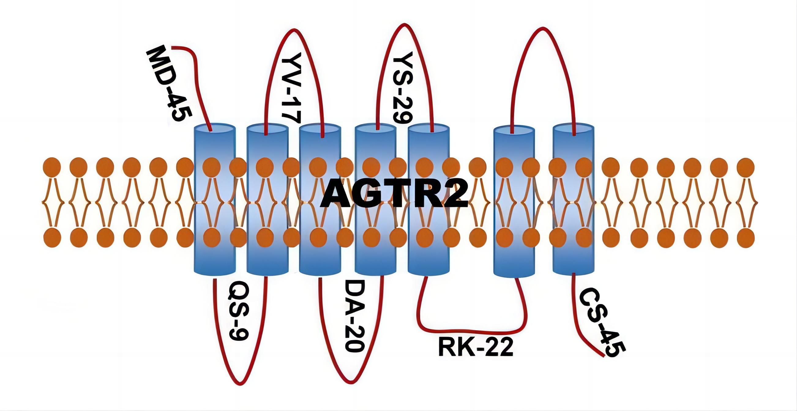 Fig.2 AGTR2. (Liu, et al., 2022)