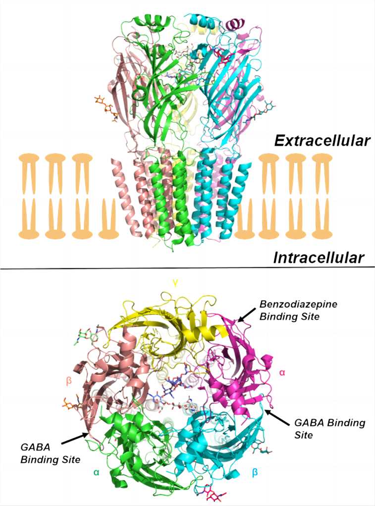 Fig.1 GABAA receptor. (From Wikipedia: By Swastik.phulera - Own work, https://commons.wikimedia.org/wiki/File:Fig-GABAA_receptor.png)