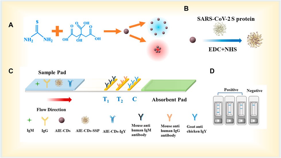 Fig.1 Fabrication of the LFA strip for the simultaneous detection of anti-SARS-CoV-2 IgM and IgG.
