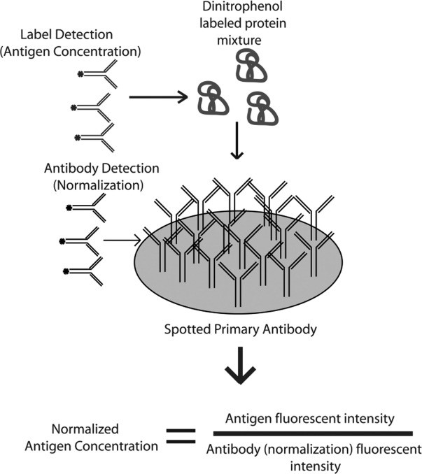 Fig.2 A general overview of the steps involved in setting up the internally controlled antibody microarray.