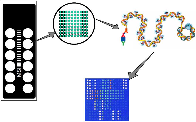 Fig.3 Five steps of RCA microarray immunoassays utilized indirect sandwich immunoassays.