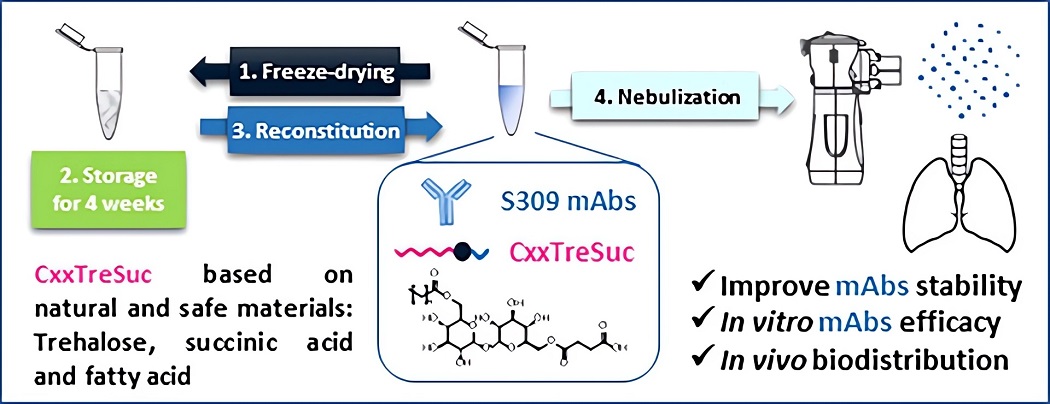 Fig.2 Graphical overview of trehalose-based excipients for stabilizing nebulized anti-SARS-CoV-2 antibody.
