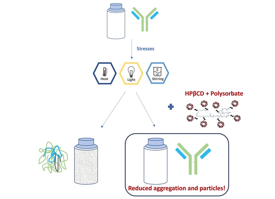 Fig.3 Overview of HPβCD and polysorbate combination for enhancing mAbs stability.