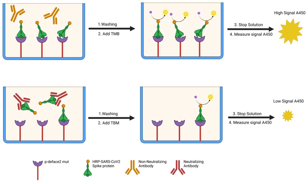 Fig.1 Graphical abstract of IVD assay for SARS-CoV-2 NAbs detection using engineered ace-2 mini-protein.