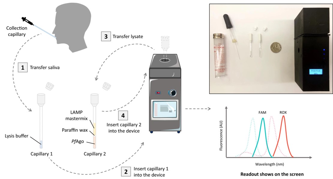 Fig.2 Overall workflow using capillaries and the SPOT device.