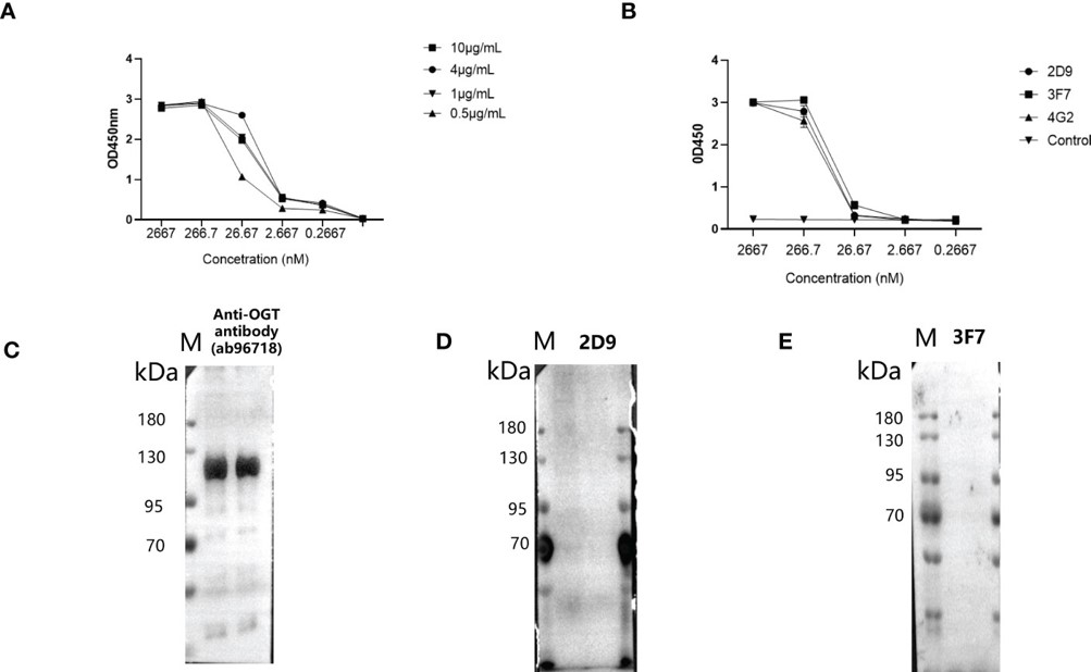 Specificity and reactivity determination of biotinylated anti-OGT sdAbs.