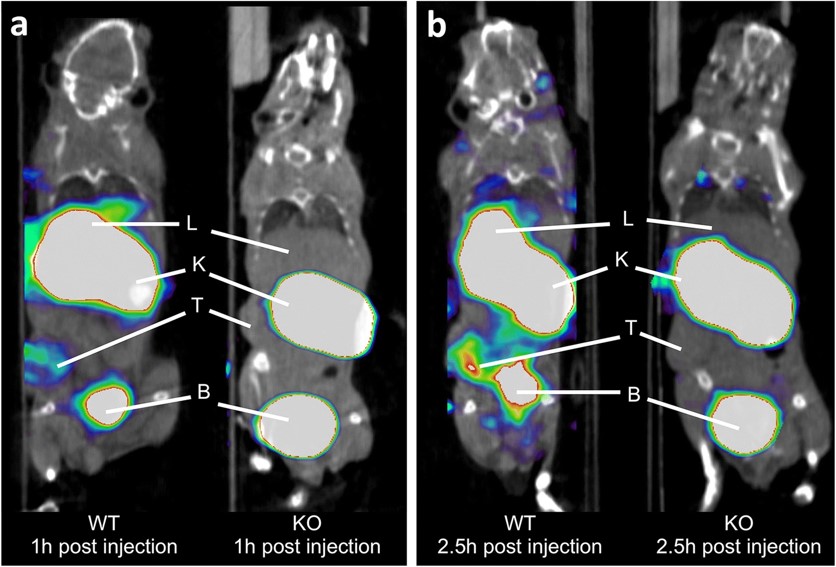 Coronal PET/CT images of wild-type (WT) versus MMR-deficient (KO) 3LL-R tumor-bearing mice scanned at a 1h and b 2.5h post-injection of [68Ga]Ga-NOTA-anti-MMR-sdAb.