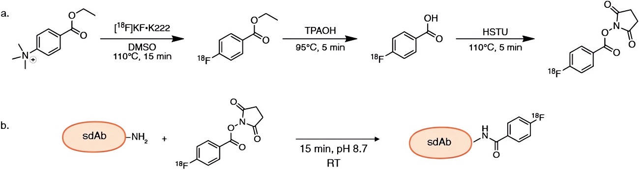 Automated [18F]FB-sdAb synthesis.