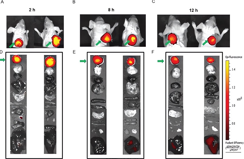 The time-course study was performed in MDA-MB-231 tumor using BOEPL-targeted NIR dye conjugates.