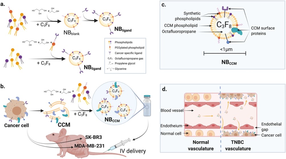 Scheme of CCM-based NBs preparation and characterization.