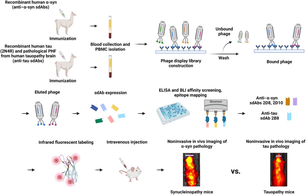 An overview of the development of the anti–α-syn versus anti-tau sdAb imaging probes for noninvasive detection of synucleinopathy versus tauopathy.