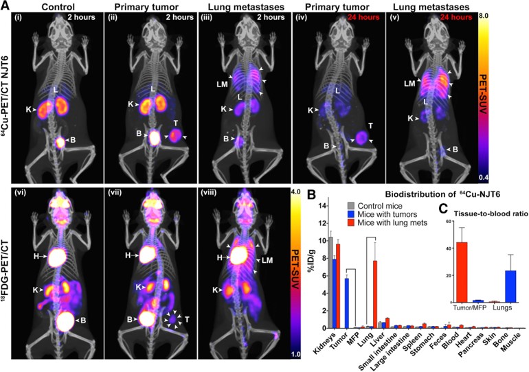 Anti-TNC nanobodies-based detection of tumors and lung metastases in vivo by immuno-PET/CT imaging with a high signal-to-noise ratio and low background.