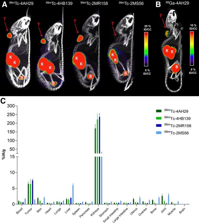 PET/CT imaging of 99mTc- and 68Ga-labeled anti-FAP sdAbs.