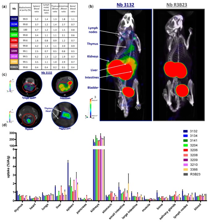 SPECT/CT imaging and biodistribution of Nbs in naive C57BL/6 mice.