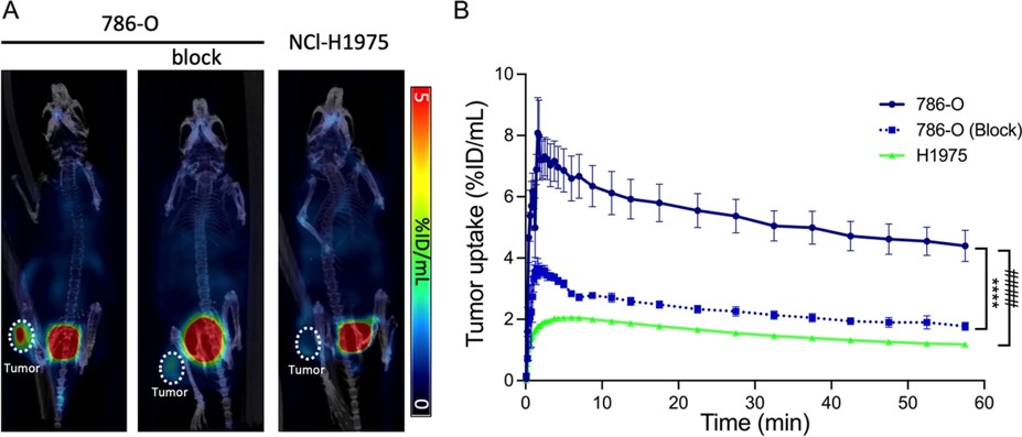 PET/CT imaging using [68Ga]Ga-NOTA-anti-CD70 VHH fragment.