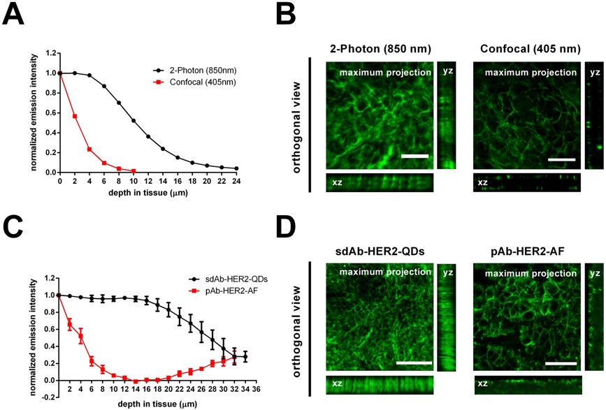 Deep tissue imaging of metastatic breast tumor samples using sdAb-HER2-QDs and pAb-HER2-AF.