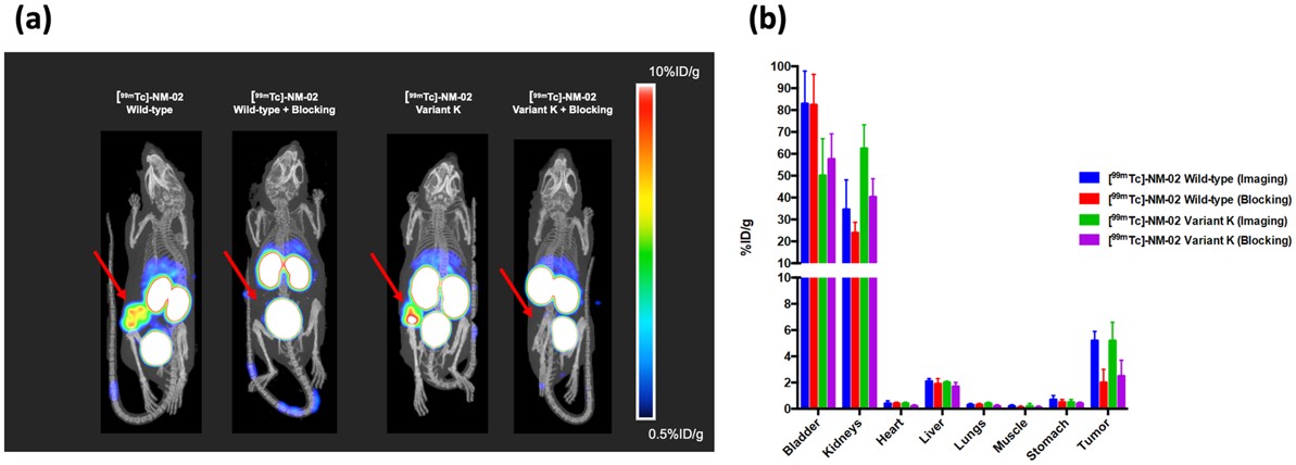 SPECT/CT imaging of lead humanized anti-HER2 sdAb candidate in HER2+ breast cancer xenograft model.