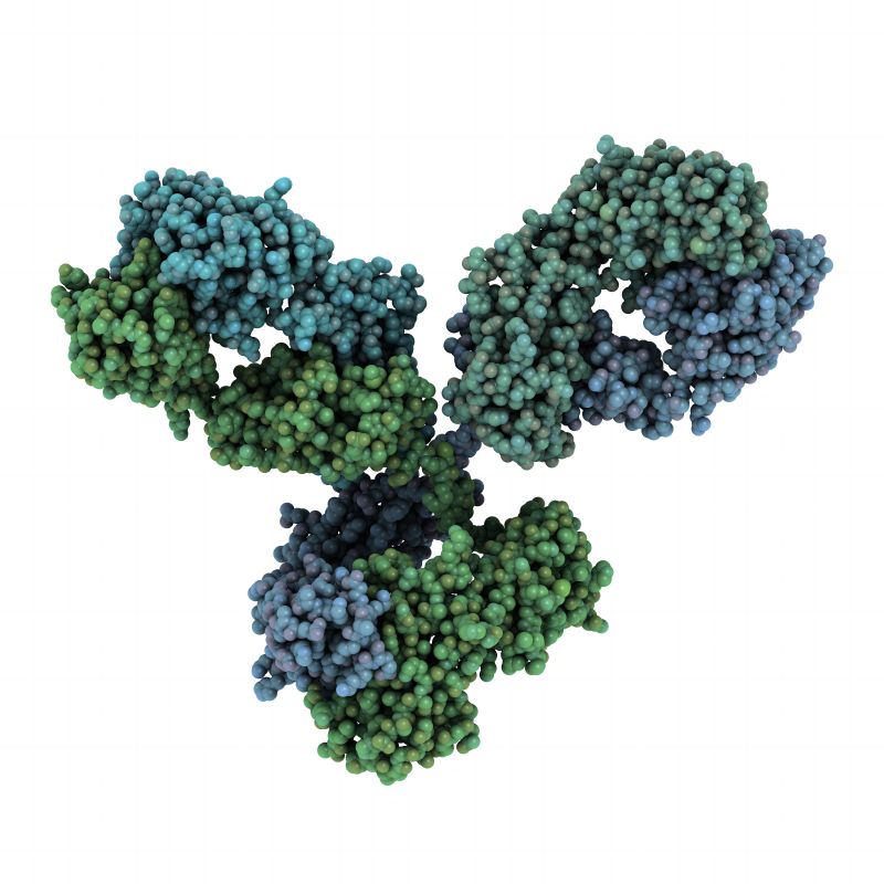Fig.1 Antibody. (Creative Biolabs Authorized)