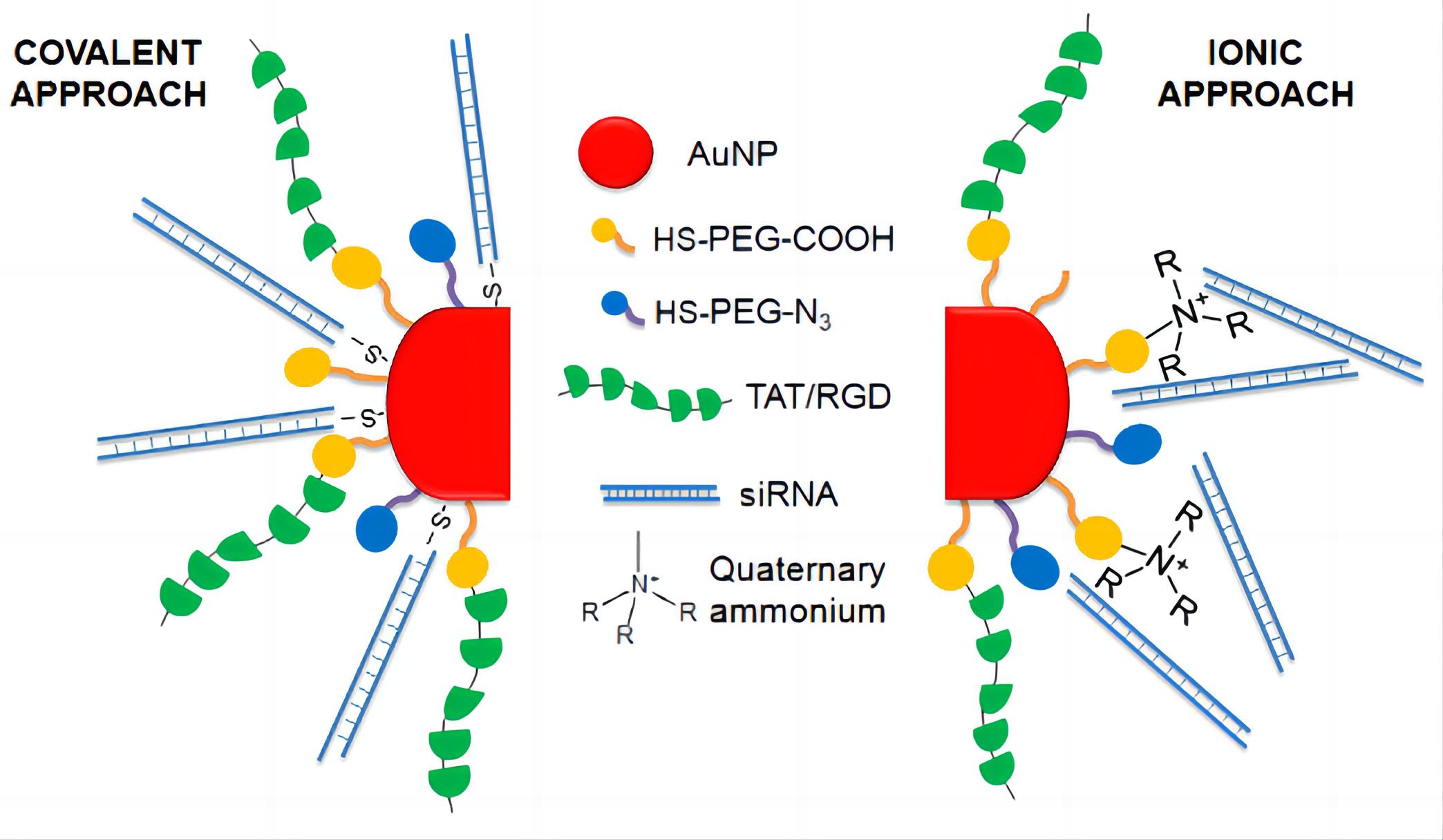 Fig.1 siRNA-gold nanoparticless. (From Wikipedia: By Conde.bio - Own work, https://en.wikipedia.org/wiki/File:Gold_siRNA_nanoparticles.png)