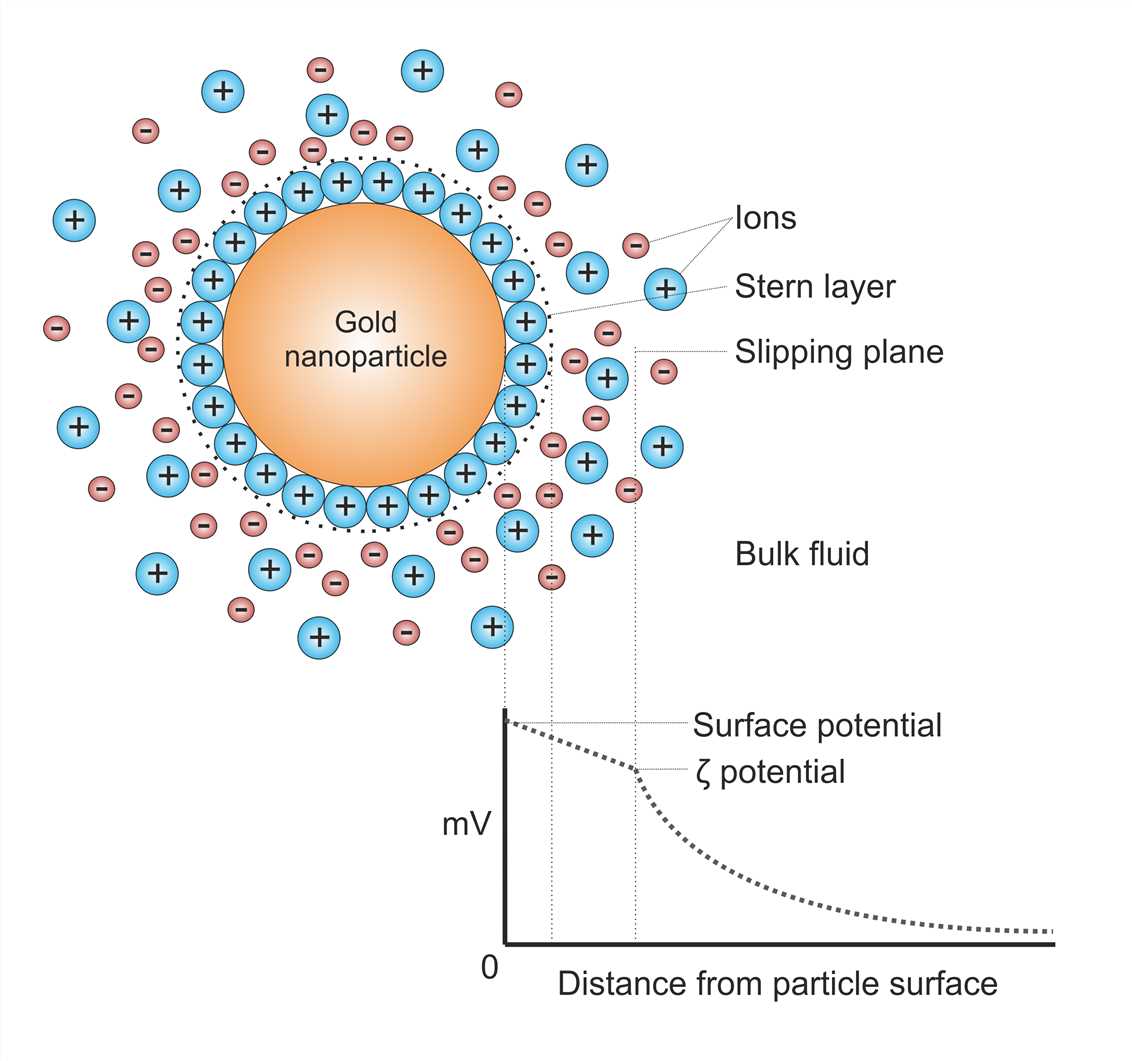 Fig.3 Potential gradient on the surface of a gold particle. (From Wikipedia: By Larryisgood - Own work, https://commons.wikimedia.org/wiki/File:Gold_nanoparticle_Zeta-potential.png)