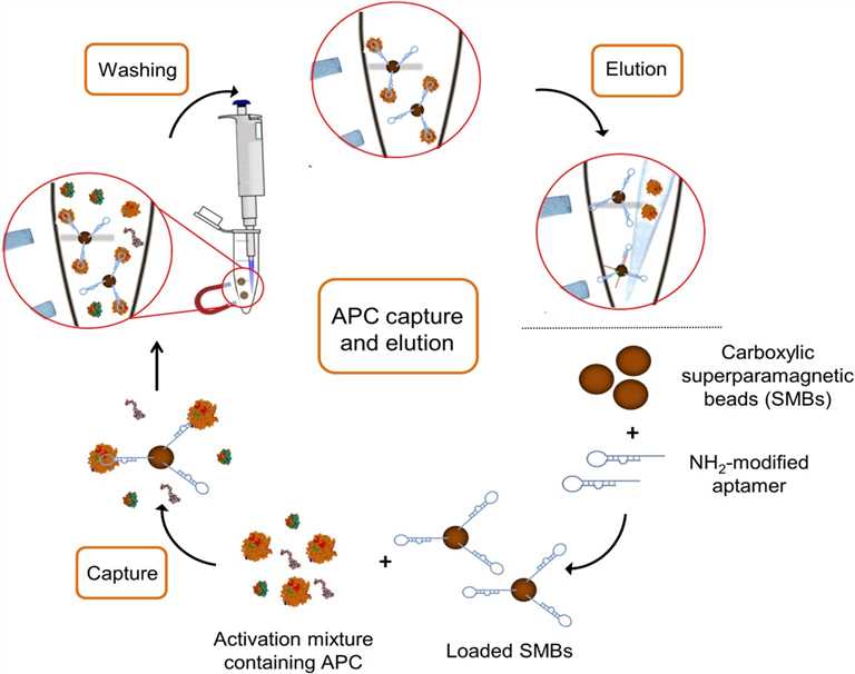 Fig.1 Application of magnetic-based nanomaterials for purification and capturing of APC.