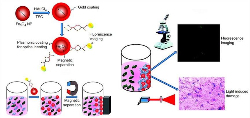 Schematic illustration of the synthesis of S6 aptamer-conjugated multifunctional magnetic-core/gold-shell nanoparticles and their applications in magnetic separation and subsequent fluorescence imaging/photothermal destruction of specific cancer cells.