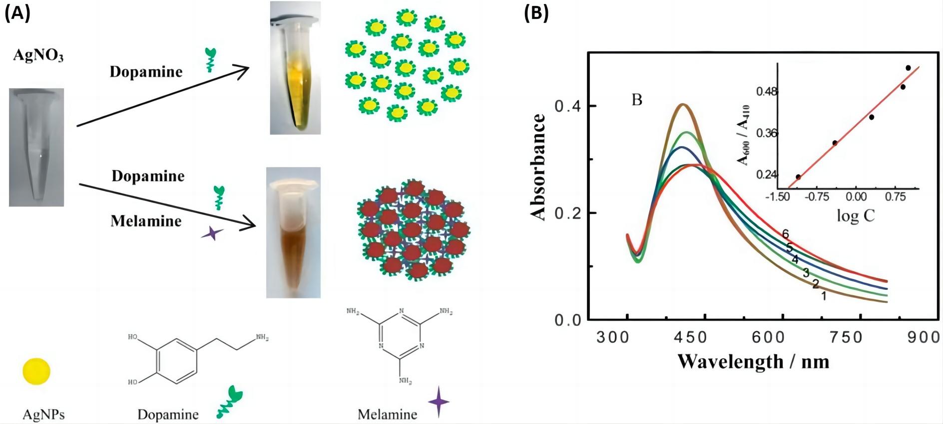 Fig.2 Melamine detection via aggregation-induced colorimetric assay with AgNPs. (Loiseau, et al., 2019)