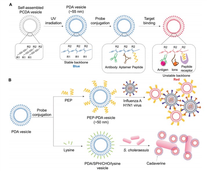 Schematic illustration of colorimetric detection based on destabilization of nanomaterial structure. A) Scheme of a color transition of PDA vesicles by their structure change on target binding. B) Scheme of detecting influenza H1N1 virus with PEP-PDA vesicle system, and detecting Salmonella choleraesuis with PDA/SPH/CHO/lysine vesicle system.
