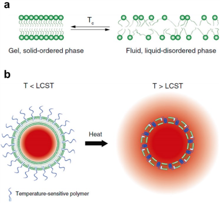 Schematic representation of thermoresponsive liposomes.