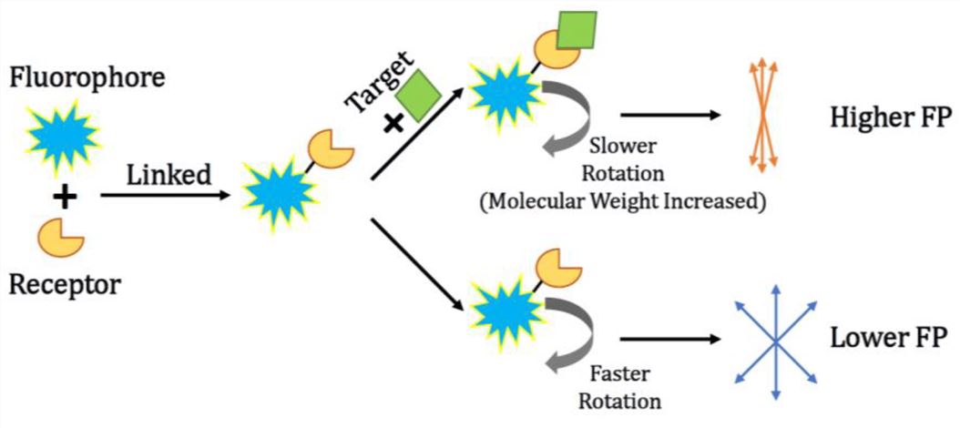 Mechanism of using fluorescence polarization for sensing.
