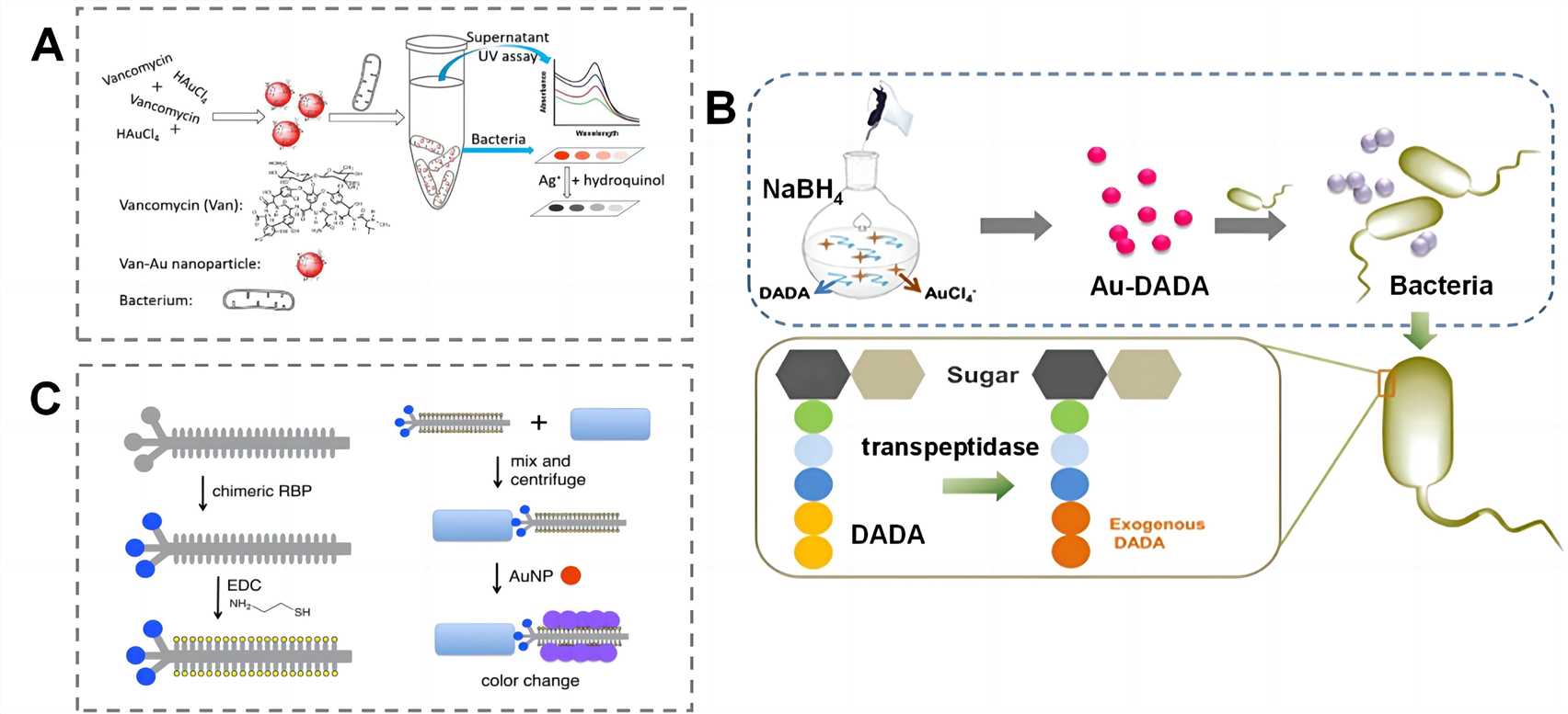Fig.6 Colorimetric detection of pathogens. (Yang, et al., 2022)