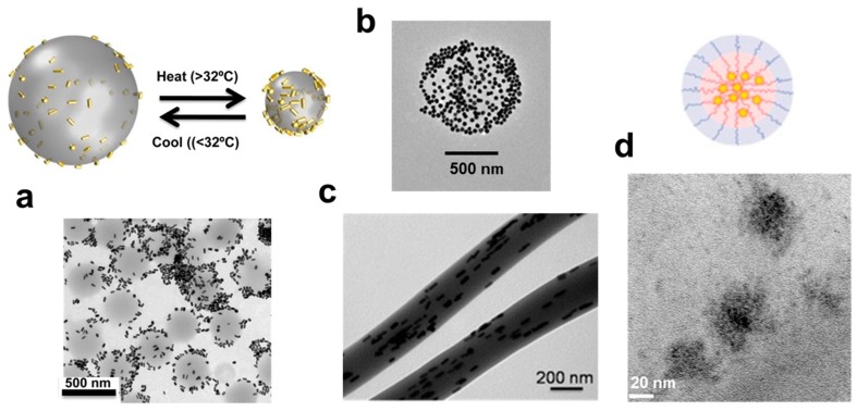 Examples of Au-PNIPAm based thermosensitive nanosystems.
