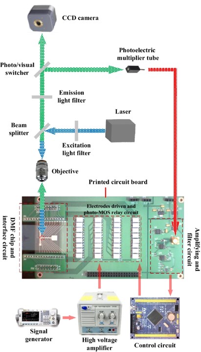 Schematic structure of the DMF droplet sorting platform.