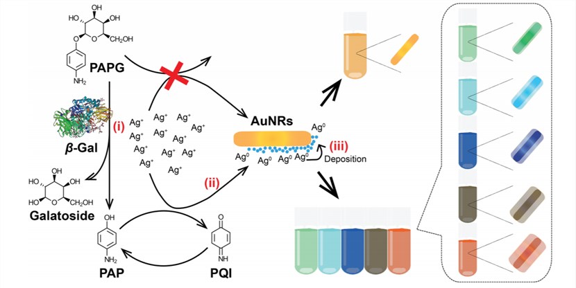Sensing mechanism of enzyme-induced AuNR-based colorimetric assay for the monitoring and measuring of β-gal concentration.